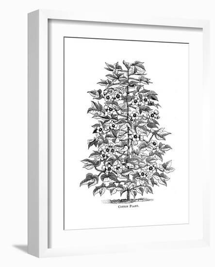 Cotton Plant, C1880-null-Framed Giclee Print