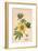 'Cotton Plant', c19th century-Unknown-Framed Giclee Print