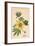 'Cotton Plant', c19th century-Unknown-Framed Giclee Print