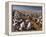 Cotton Plant, Lubbock, Panhandle, Texas-Rolf Nussbaumer-Framed Premier Image Canvas