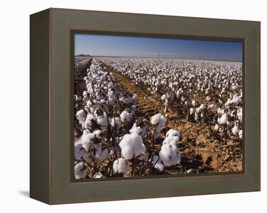 Cotton Plant, Lubbock, Panhandle, Texas-Rolf Nussbaumer-Framed Premier Image Canvas