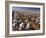 Cotton Plant, Lubbock, Panhandle, Texas-Rolf Nussbaumer-Framed Photographic Print
