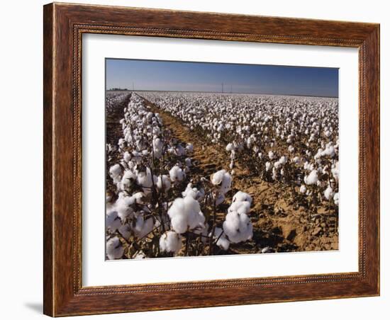 Cotton Plant, Lubbock, Panhandle, Texas-Rolf Nussbaumer-Framed Photographic Print