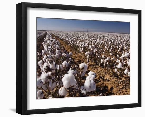 Cotton Plant, Lubbock, Panhandle, Texas-Rolf Nussbaumer-Framed Photographic Print