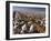 Cotton Plant, Lubbock, Panhandle, Texas-Rolf Nussbaumer-Framed Photographic Print