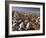 Cotton Plant, Lubbock, Panhandle, Texas-Rolf Nussbaumer-Framed Photographic Print