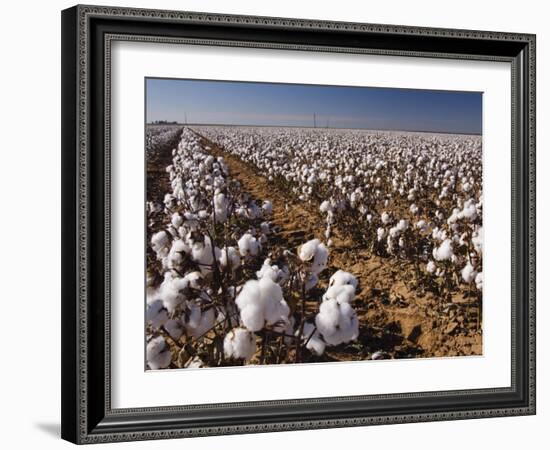 Cotton Plant, Lubbock, Panhandle, Texas-Rolf Nussbaumer-Framed Photographic Print