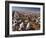 Cotton Plant, Lubbock, Panhandle, Texas-Rolf Nussbaumer-Framed Photographic Print