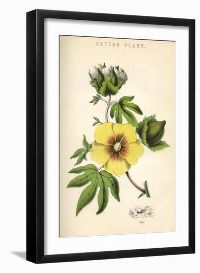 Cotton Plant-null-Framed Art Print