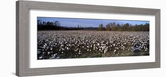 Cotton Plants in a Field, North Carolina, USA-null-Framed Photographic Print