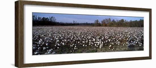 Cotton Plants in a Field, North Carolina, USA-null-Framed Photographic Print