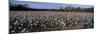 Cotton Plants in a Field, North Carolina, USA-null-Mounted Photographic Print