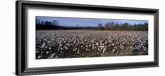 Cotton Plants in a Field, North Carolina, USA-null-Framed Photographic Print
