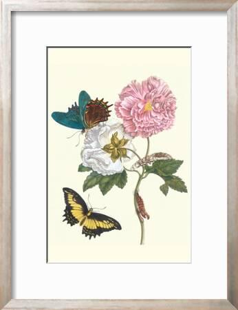 Cotton Rose Mallow With A Queen Swallowtail Art Print Maria Sibylla Merian Art Com