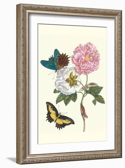 Cotton Rose Mallow with a Queen Swallowtail-Maria Sibylla Merian-Framed Art Print