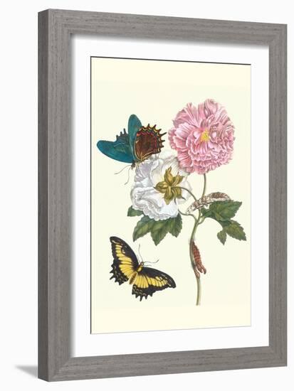 Cotton Rose Mallow with a Queen Swallowtail-Maria Sibylla Merian-Framed Art Print