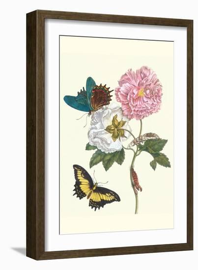 Cotton Rose Mallow with a Queen Swallowtail-Maria Sibylla Merian-Framed Art Print