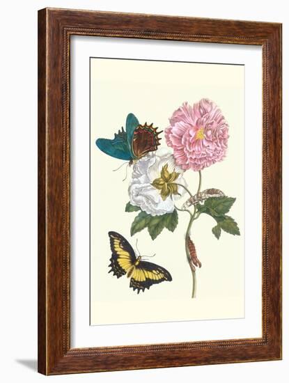 Cotton Rose Mallow with a Queen Swallowtail-Maria Sibylla Merian-Framed Art Print