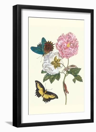 Cotton Rose Mallow with a Queen Swallowtail-Maria Sibylla Merian-Framed Art Print