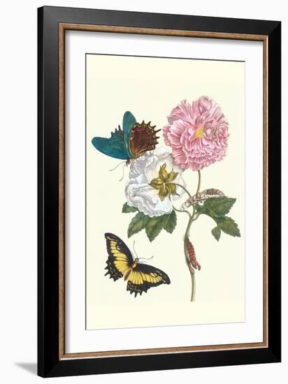 Cotton Rose Mallow with a Queen Swallowtail-Maria Sibylla Merian-Framed Art Print