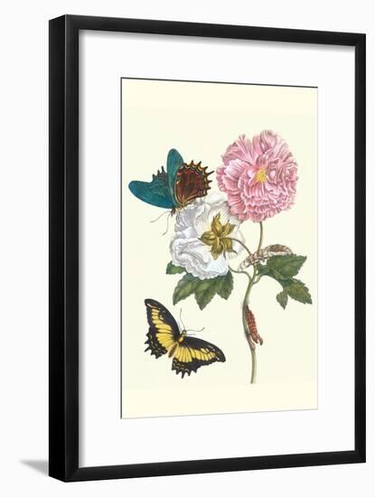 Cotton Rose Mallow with a Queen Swallowtail-Maria Sibylla Merian-Framed Art Print