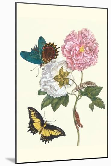 Cotton Rose Mallow with a Queen Swallowtail-Maria Sibylla Merian-Mounted Art Print