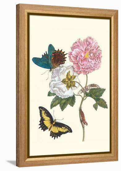 Cotton Rose Mallow with a Queen Swallowtail-Maria Sibylla Merian-Framed Stretched Canvas