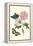 Cotton Rose Mallow with a Queen Swallowtail-Maria Sibylla Merian-Framed Stretched Canvas