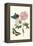 Cotton Rose Mallow with a Queen Swallowtail-Maria Sibylla Merian-Framed Stretched Canvas