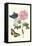 Cotton Rose Mallow with a Queen Swallowtail-Maria Sibylla Merian-Framed Stretched Canvas