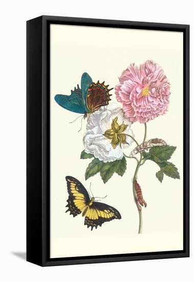 Cotton Rose Mallow with a Queen Swallowtail-Maria Sibylla Merian-Framed Stretched Canvas