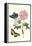 Cotton Rose Mallow with a Queen Swallowtail-Maria Sibylla Merian-Framed Stretched Canvas