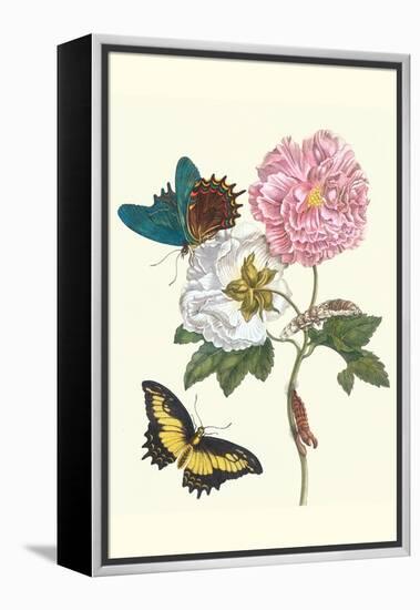 Cotton Rose Mallow with a Queen Swallowtail-Maria Sibylla Merian-Framed Stretched Canvas