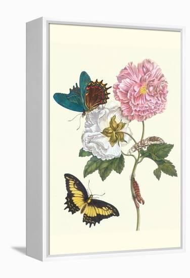 Cotton Rose Mallow with a Queen Swallowtail-Maria Sibylla Merian-Framed Stretched Canvas