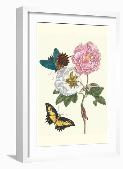 Cotton Rose Mallow with a Queen Swallowtail-Maria Sibylla Merian-Framed Premium Giclee Print