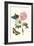 Cotton Rose Mallow with a Queen Swallowtail-Maria Sibylla Merian-Framed Premium Giclee Print