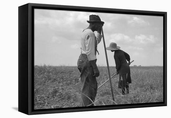 Cotton Sharecroppers-Dorothea Lange-Framed Stretched Canvas