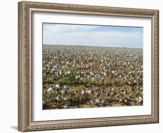 Cotton, Texas, USA-Ethel Davies-Framed Photographic Print