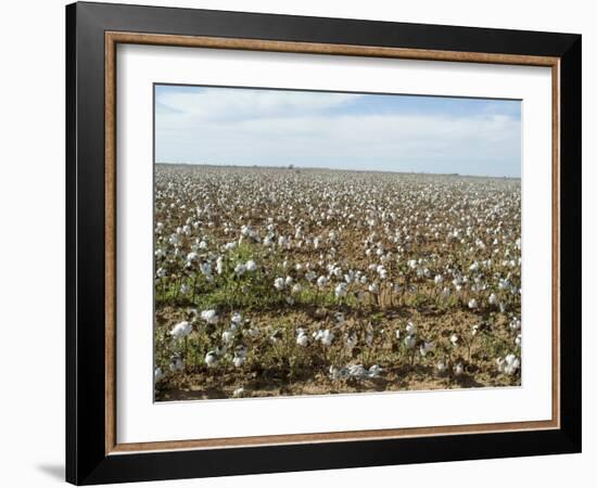 Cotton, Texas, USA-Ethel Davies-Framed Photographic Print