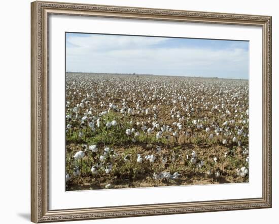 Cotton, Texas, USA-Ethel Davies-Framed Photographic Print