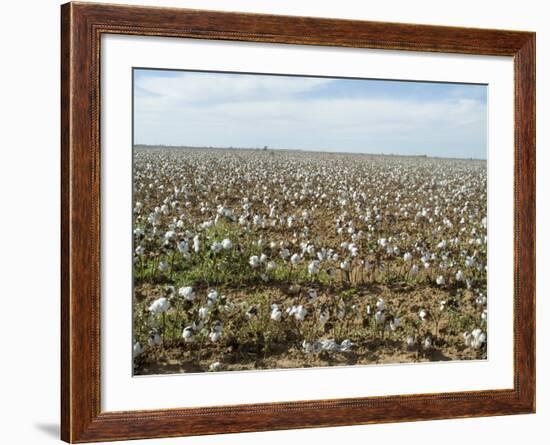 Cotton, Texas, USA-Ethel Davies-Framed Photographic Print