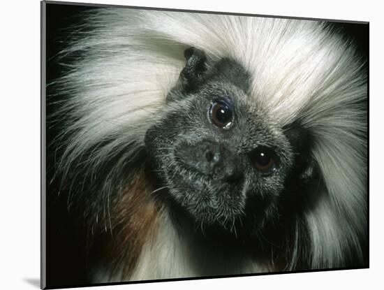Cotton-Top Tamarin, Colombia-Kevin Schafer-Mounted Photographic Print