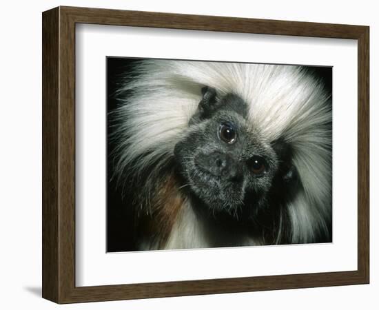 Cotton-Top Tamarin, Colombia-Kevin Schafer-Framed Photographic Print