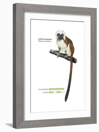 Cotton-Top Tamarin (Saguinus Oedipus), Monkey, Mammals-Encyclopaedia Britannica-Framed Art Print