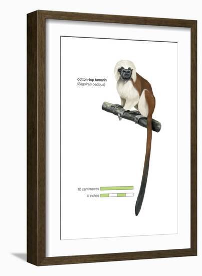 Cotton-Top Tamarin (Saguinus Oedipus), Monkey, Mammals-Encyclopaedia Britannica-Framed Art Print