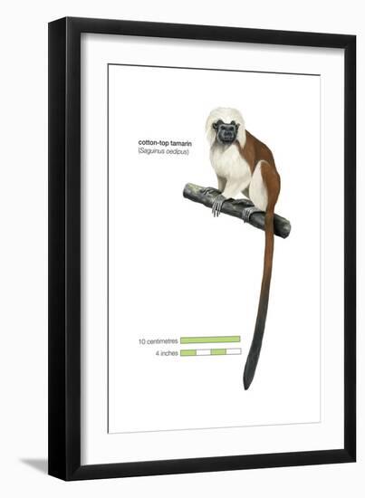 Cotton-Top Tamarin (Saguinus Oedipus), Monkey, Mammals-Encyclopaedia Britannica-Framed Art Print