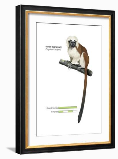 Cotton-Top Tamarin (Saguinus Oedipus), Monkey, Mammals-Encyclopaedia Britannica-Framed Art Print