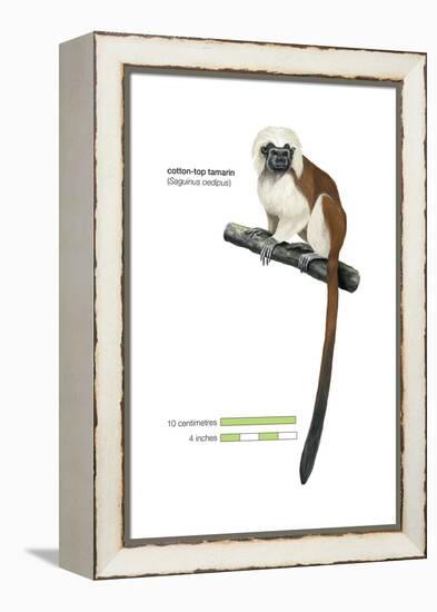 Cotton-Top Tamarin (Saguinus Oedipus), Monkey, Mammals-Encyclopaedia Britannica-Framed Stretched Canvas