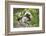 Cotton-top tamarin with two week old baby, Colombia-Suzi Eszterhas-Framed Photographic Print