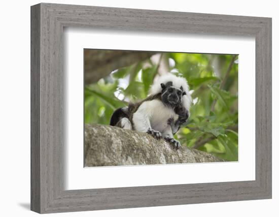 Cotton-top tamarin with two week old baby, Colombia-Suzi Eszterhas-Framed Photographic Print